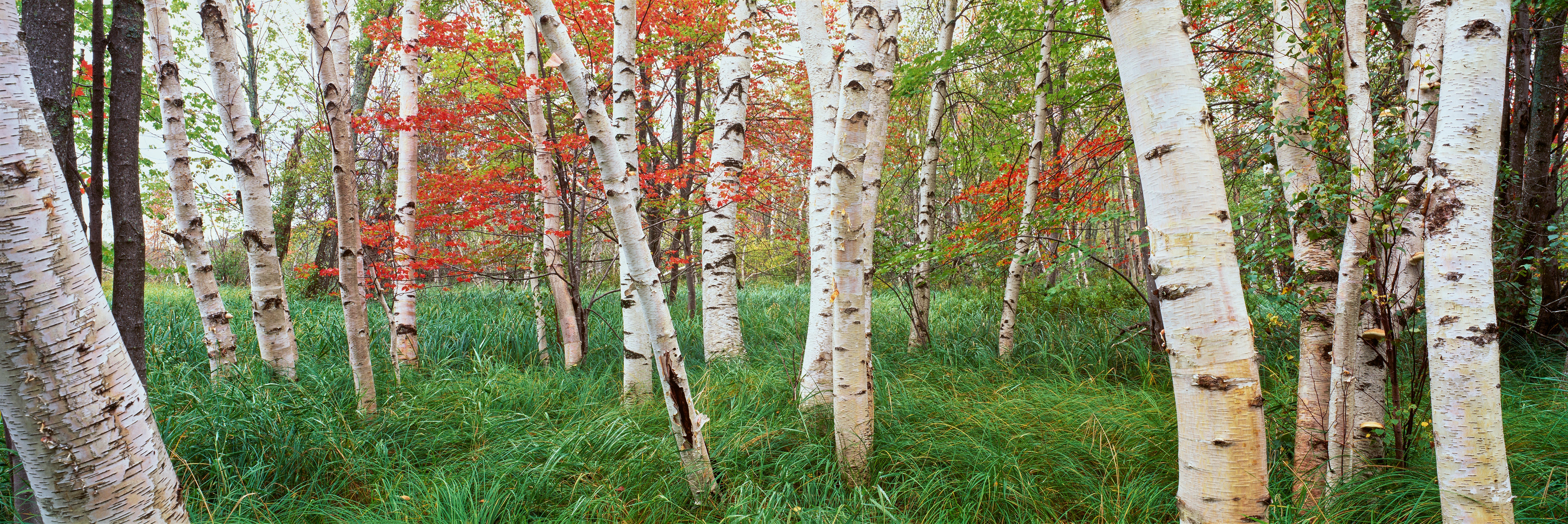 White Birch Trees In Wild Gardens Of Acadia, Acadia National Park, Maine, USA Wall Mural