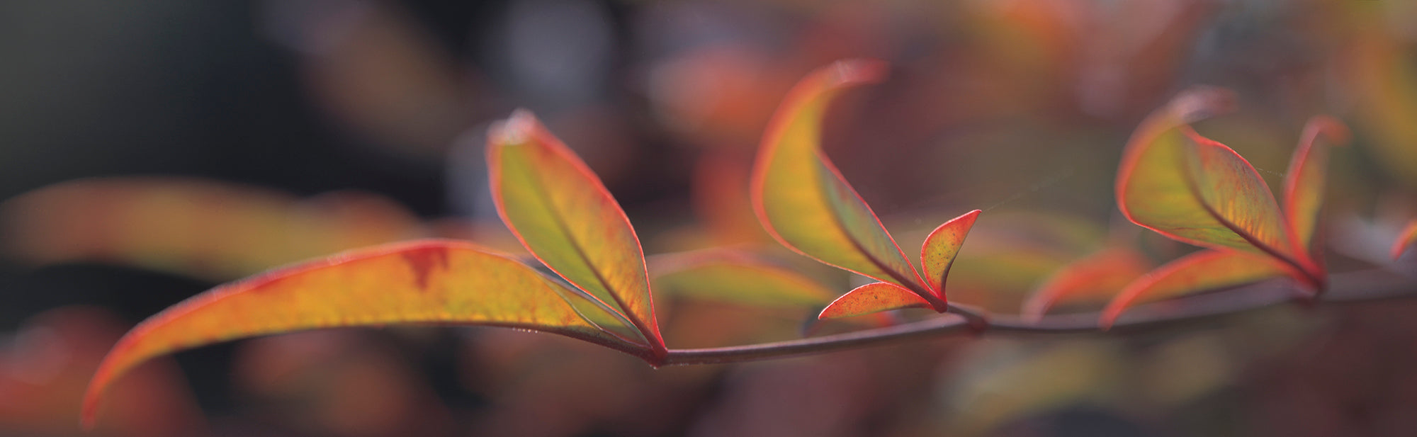 Sacred Bamboo- Autumn Leaves (Nandina Domestica) Wall Mural