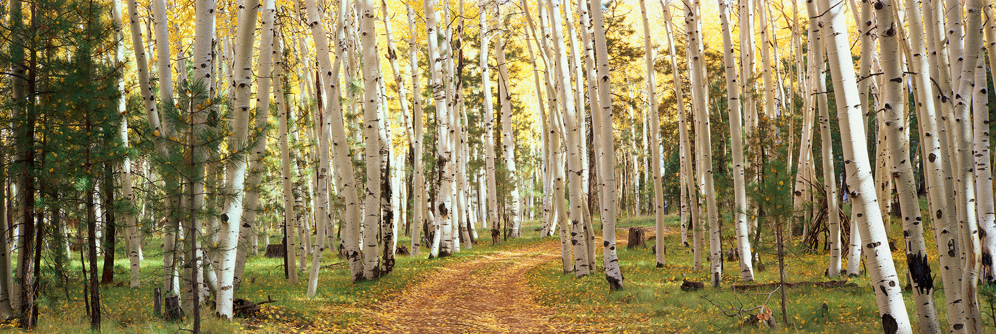 Aspen Trees In A Forest, Dixie National Forest, Utah, USA Wall Mural