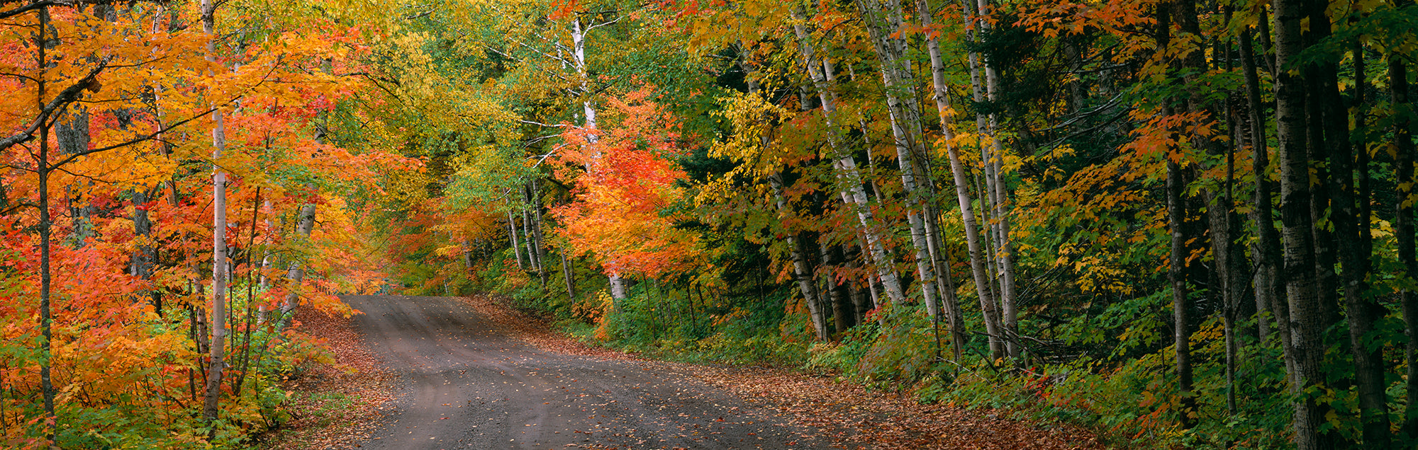 Road Passing Through A Forest, Keweenaw County, Keweenaw Peninsula, Michigan, USA Wall Mural