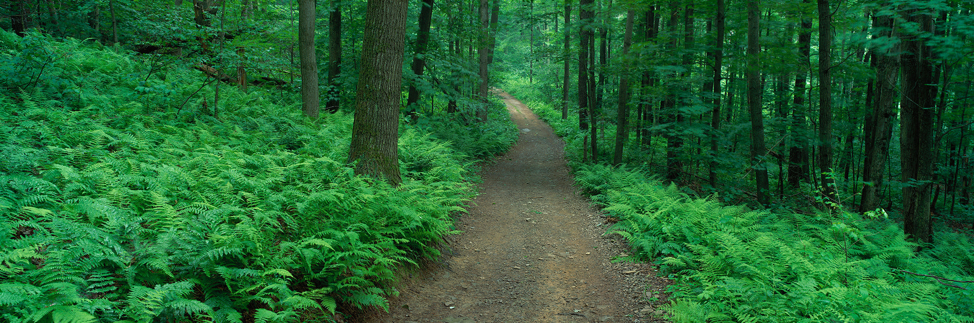 Path In Woods Delaware County NY USA Wall Mural